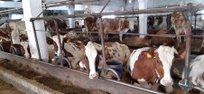 Оценка состояния молочного производства сельскохозяйственных предприятий. Оценка состояния молочного производства сельскохозяйственных предприятий.